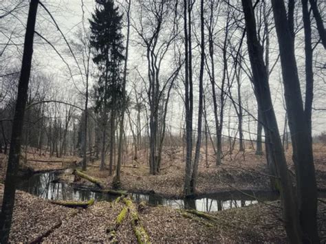 puszcza bolimowska|Bolimów Landscape Park